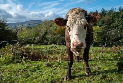A closeup shot of a brown cow with a white head standing in a field and a forest in the background